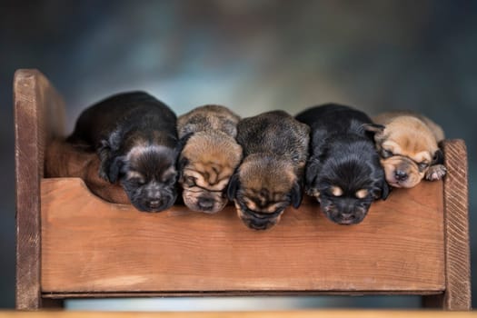 The dogs sleep on a wooden bed