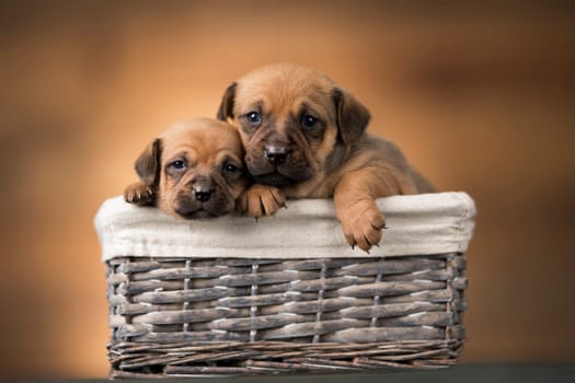 Small puppies in a wicker basket