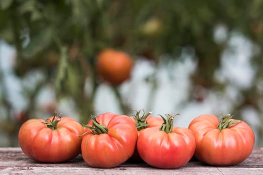 Vegetables, Tomatoes,  on desk in garden