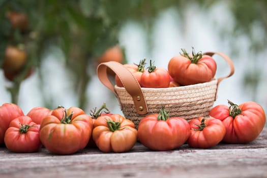 Red Tomatoes in a Greenhouse, organic food