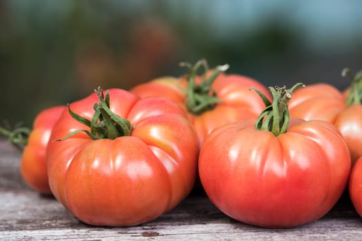 Red Tomatoes in a Greenhouse, organic food
