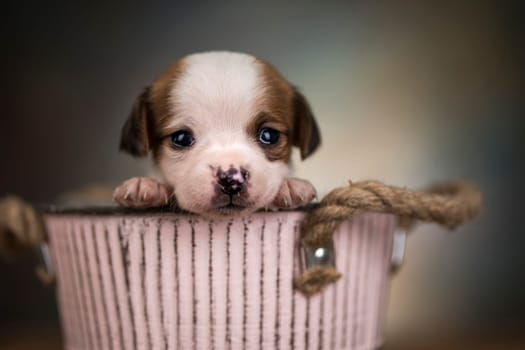 Dog in a metal bucket