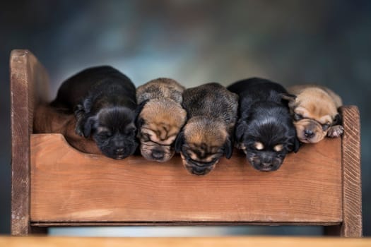 Dogs sleep on a small wooden bed