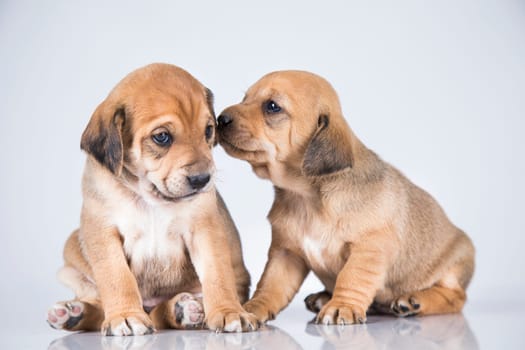 Two dogs, Pet, animals concept