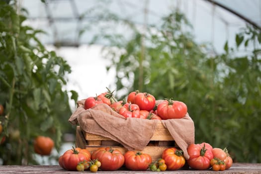 Vegetables, tomatoes on wooden desk