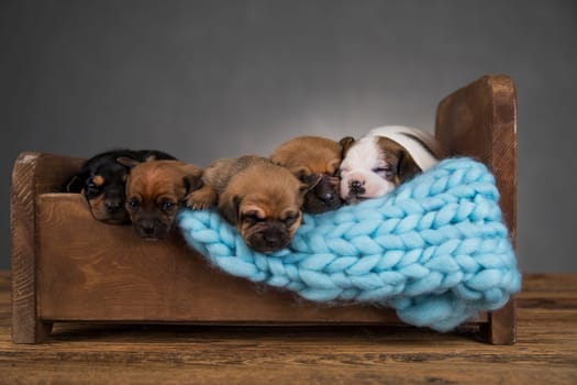 Dogs sleep on a small wooden bed