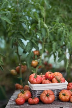 Tomatoes vegetable garden, organic products