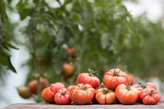 Tomatoes vegetable garden, organic products