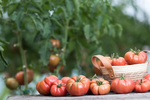Vegetables, Tomatoes,  on desk in garden