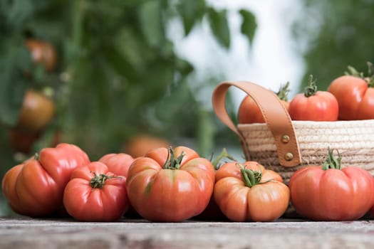 Red Tomatoes in a Greenhouse, organic food
