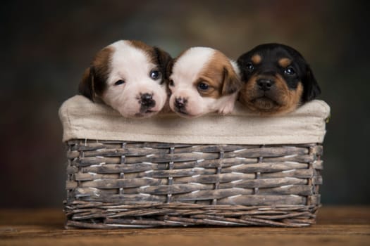 Small puppies in a wicker basket