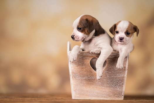 Puppies in a wooden crate