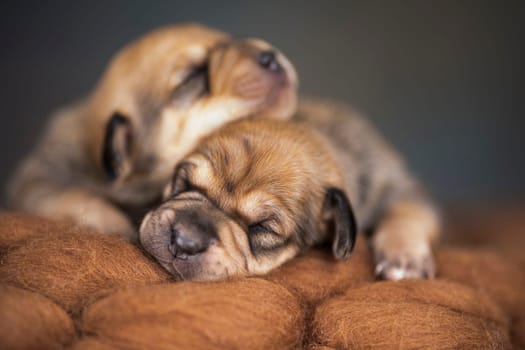 Little cute puppies are sleeping on a blanket