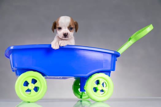 Little dog in a toy wagon