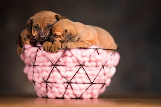 Sleeping dogs in a metal basket