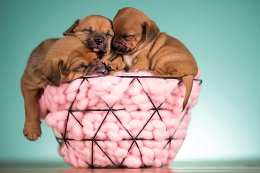 Sleeping dogs in a metal basket