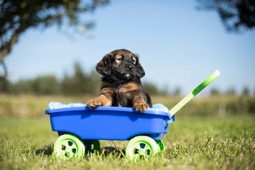 Cute dog in a toy wagon on the grass