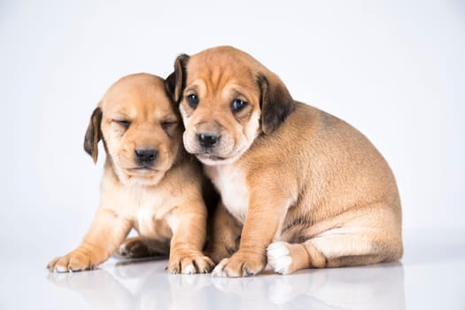 Two dogs  on a white background
