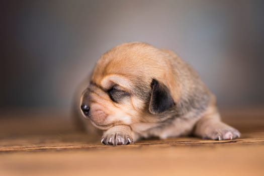 Cute puppy dog sleeping, animals concept