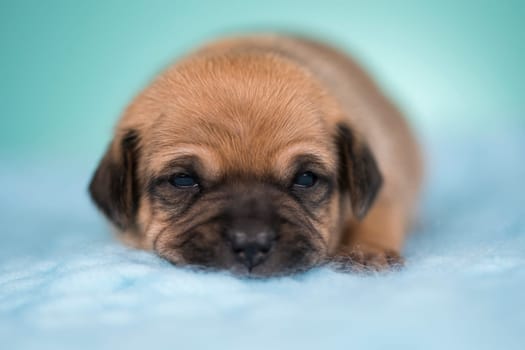 Little dog sleeps on a blanket