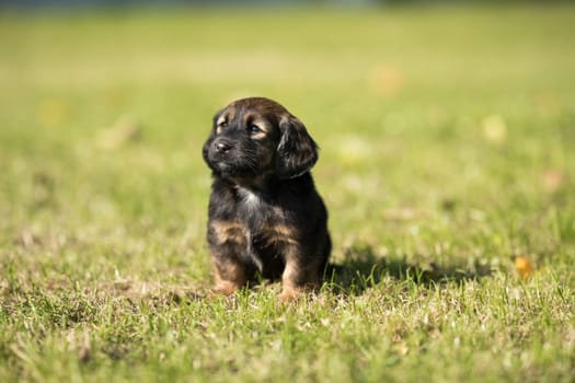 A small dog on the grass background