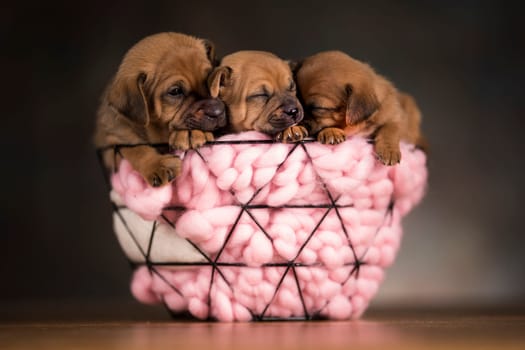 Sleeping dogs in a metal basket