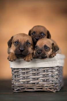 Little dogs in a wicker basket