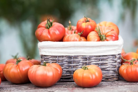 Tomatoes vegetable garden, organic products