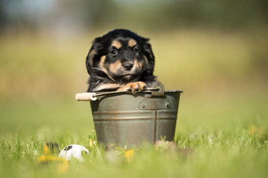 A small dog in a metal bucket