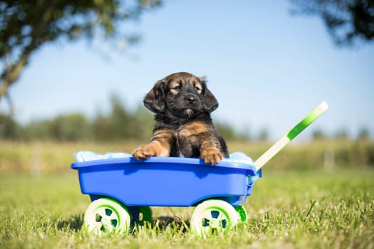 Beautiful little puppies in a toy wagon on the grass