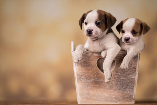 Puppies in a wooden crate