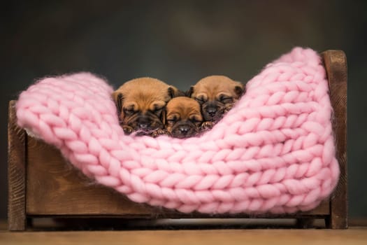 Dogs sleep on a small wooden bed