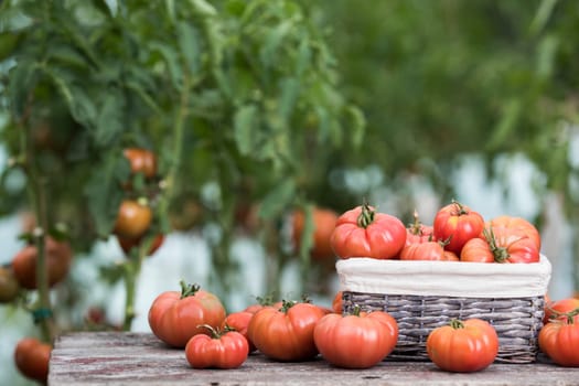 Red Tomatoes in a Greenhouse, organic food