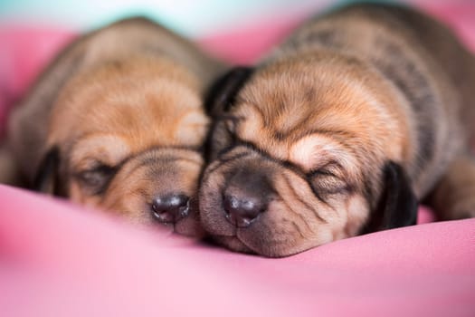 A beautiful little dog sleeps on a pink blanket