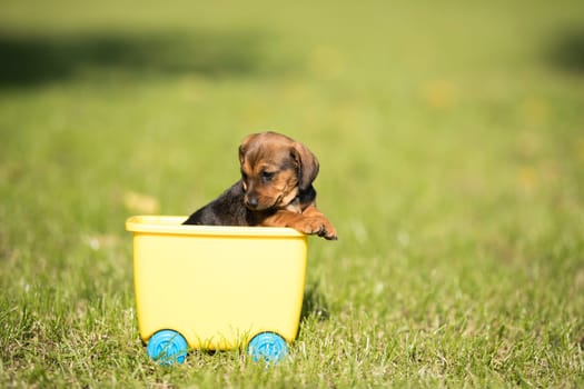 Little dog in a toy wagon on the grass