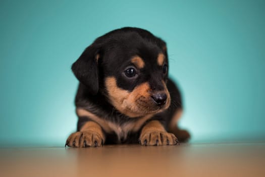 Puppy dog on a wooden background