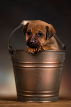 Dog in a metal bucket