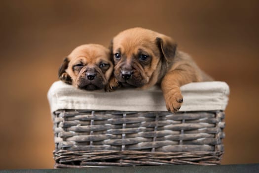 Little dogs in a wicker basket