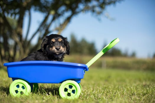 Cute dog in a toy wagon on the grass