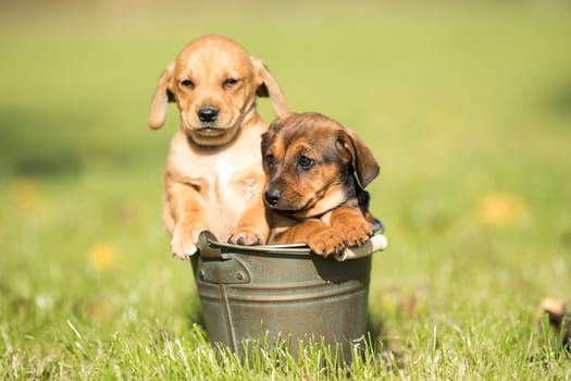 Dog in a metal bucket