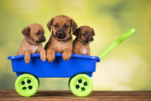 Beautiful little puppies in a toy wagon