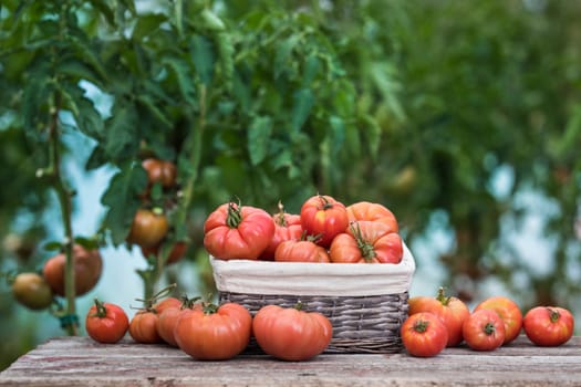 Vegetables, Tomatoes,  on desk in garden