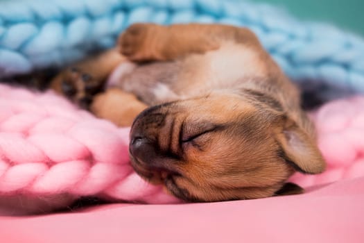 Little dog sleeps on a blanket