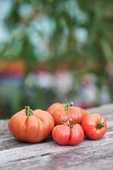 Tomatoes vegetable garden, organic products
