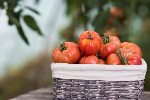 Vegetables, Tomatoes,  on desk in garden
