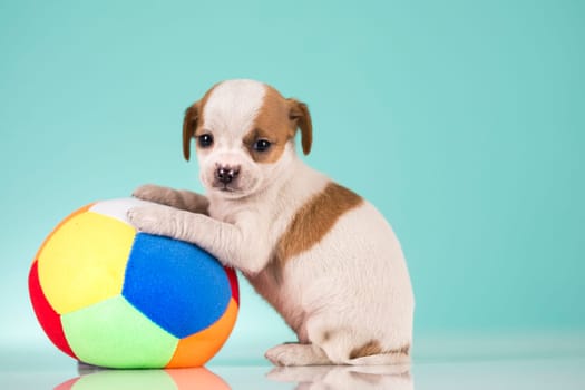 Puppy dog is playing with a ball