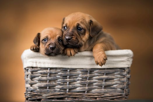 Small puppies in a wicker basket