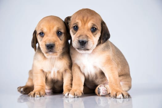 Two dogs, Pet, animals concept