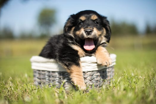 Puppies in a wicker basket