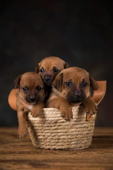 Small puppies in a wicker basket